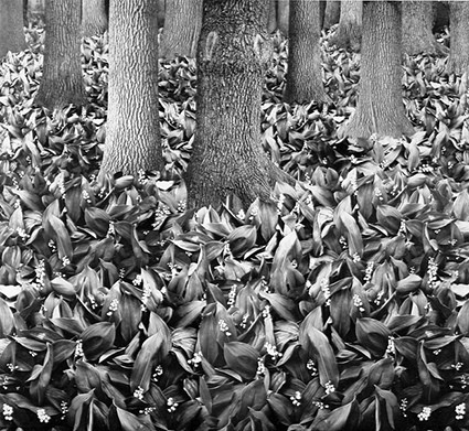 © Alexandr Suprun. Springtime in the Forest, 1975